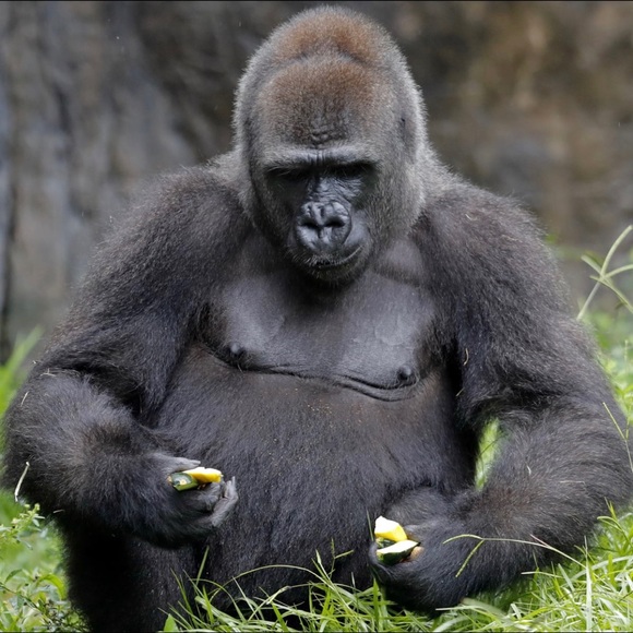 Meet your Posher, Sonele - Picture 6 of 6